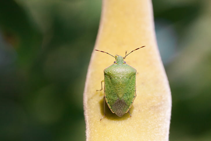 bugg, Leaf bug, grön, insekt, Insecta, djur, makro