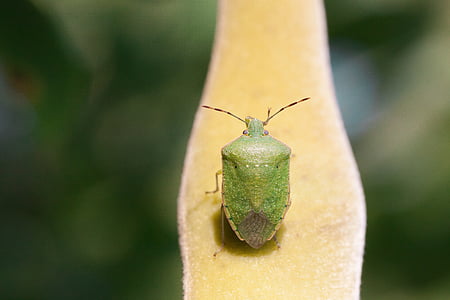 bug, leaf bug, green, insect, insecta, animal, macro