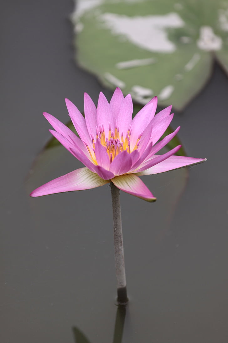 flor, Lotus, flor de loto, planta, natural, lirio de agua, Lotus nenúfar