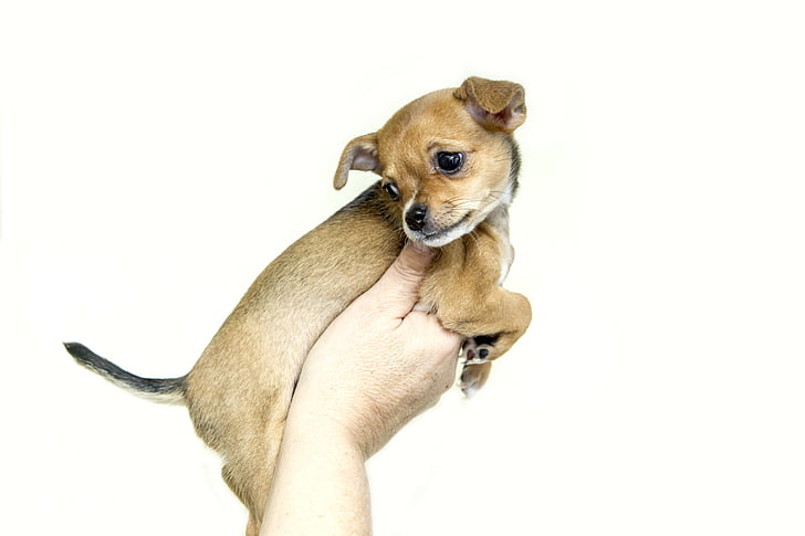 puppy, dogs, animals, sweet, chihuahua
