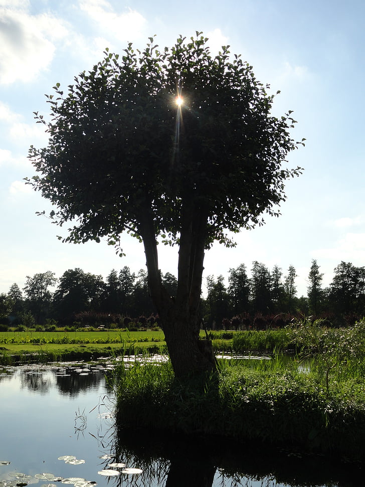 drzewo, brook, Polska