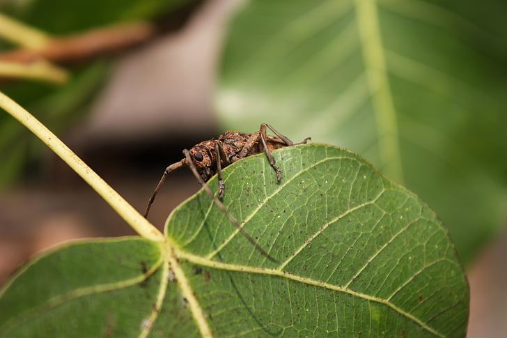 insects, autumn leaves, the island