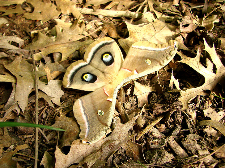 papillon de nuit, antherea Polyphème, camouflage, Browns, Tan, yeux
