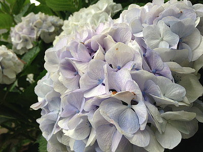 Hydrangea, kesäkuuta