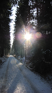 hiver, gegenlichtaufnahme, Forest, lumière du soleil, Sunshine, lumière de retour