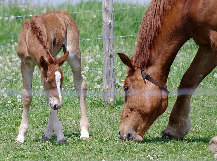 állatok, díszmárna vezetékek, közeli kép:, Colt, vidéken, lovas, Farm