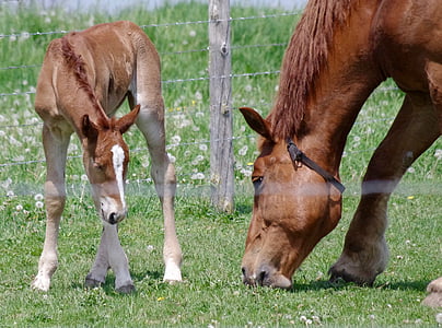 animals, barb wires, close-up, colt, countryside, equestrian, farm