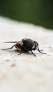 inseto, focada, sentado, natureza, ao ar livre, Bug