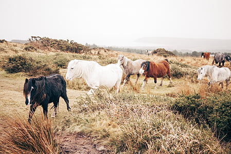 karja, hobused, pruun, roheline, muru, väli, päevasel ajal