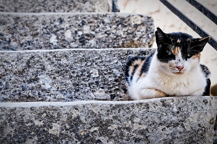 gatto, animale, scale