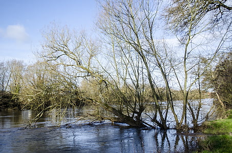 river, floods, water, trees, fallen, swollen, nature