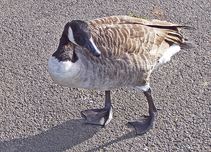 Canada goose, pták, Branta canadensis, Branta, hejno ptáků, velké, peří