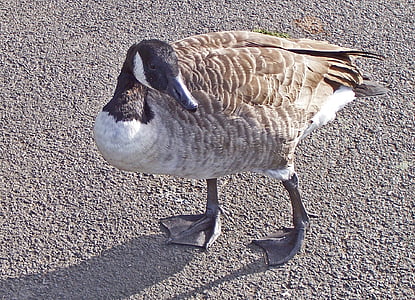Canada goose, vogel, Branta canadensis, Branta, kudde vogel, grote, veren