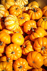 Halloween, calabaza, otoño, caída, naranja, Octubre, cosecha