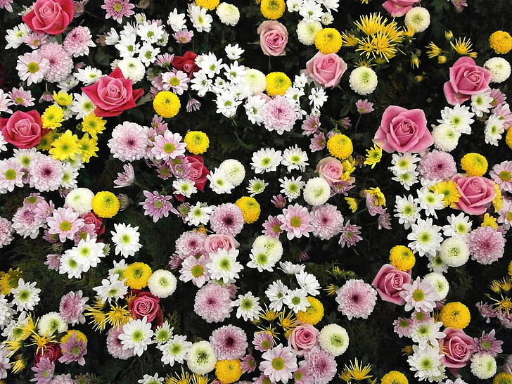 flowers, texture, flower carpet, chrysanthemum, rose, dahlia, white