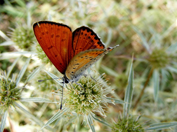 butterfly, red, insecta, grass, flower, green, nature