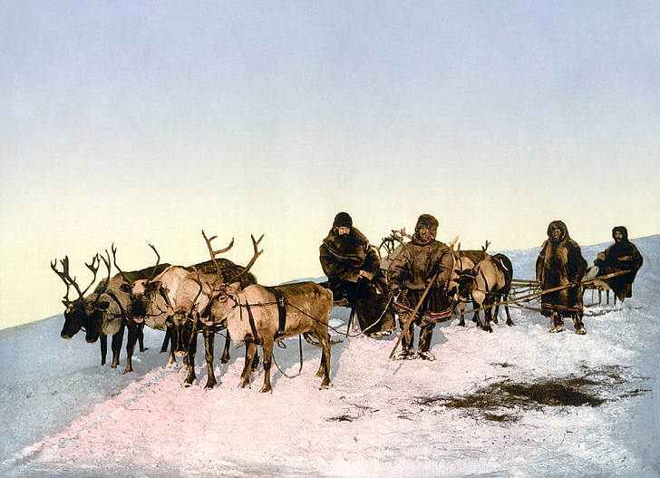 rensdyr, dias, rensdyr slæde, Eskimoerne, photochrom, Arkhangelsk, hest