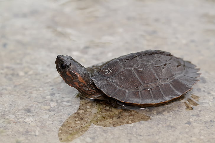 turtle, animal, reptile, wildlife, nature, young