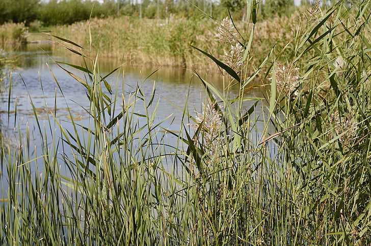 Reed, natur, Lake