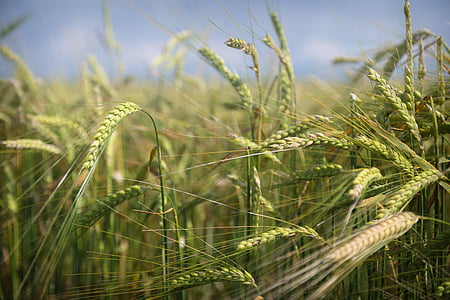 polje, makro, narave, pšenice, kmetijstvo, pridelek, žit rastlin
