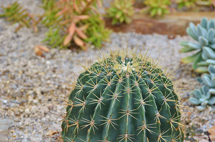 Cactus, sperone, verde, fico d'India, pianta, spine, natura