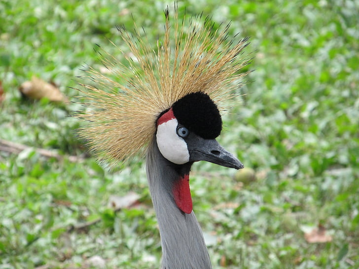 krönt crane, närbild, huvud, ögon, näbb, fågel, röd