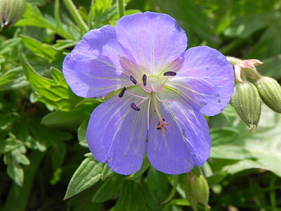 Geranio de los Pirineos, macro, púrpura, flor, floración, flor, naturaleza