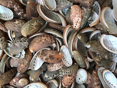 musslor, Nordsjön, havslevande djur, musselskal, vrakgods, Holiday, Shell