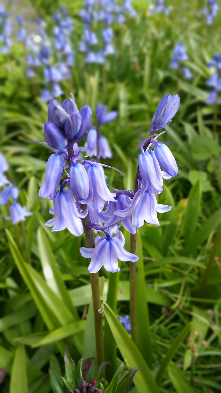 ispanų bluebells, gėlė, pavasarį
