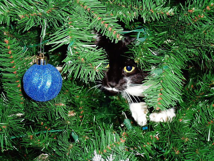 動物, 子猫, ネコ科の動物, かわいい, 愛らしい, 面白い, クリスマス