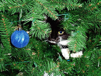 животное, котенок, кошачьи, мило, очаровательны, смешно, Рождество