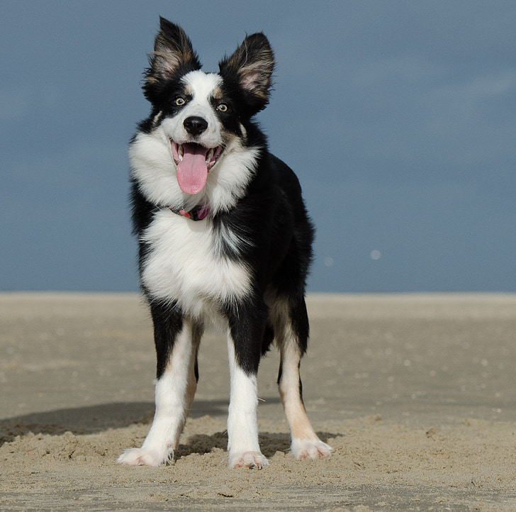 плаж, Бордър Коли, Смешно, ветровито, младите граница шотландско овчарско куче, три цвят, лято