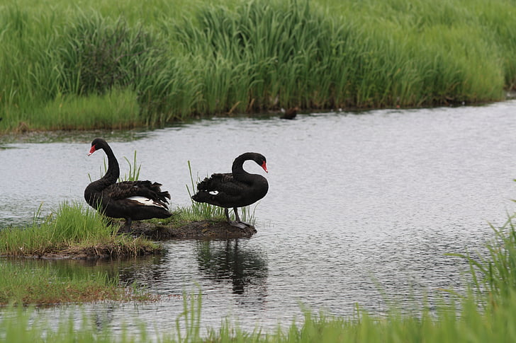 black swan, bird, animal, wetlands
