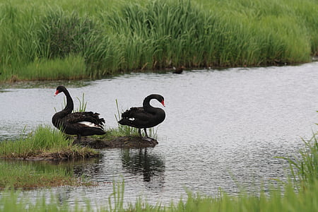 svart svan, fågel, djur, våtmarker
