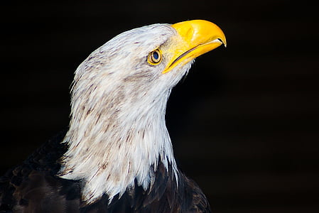 Aquila munita bianca, Raptor, uccello della preda, Adler, uccello, becco, parte del corpo animale