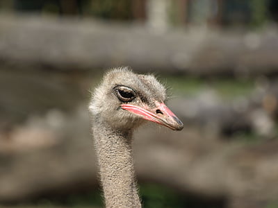 avestruz, jardim zoológico, a cabeça da, closeup