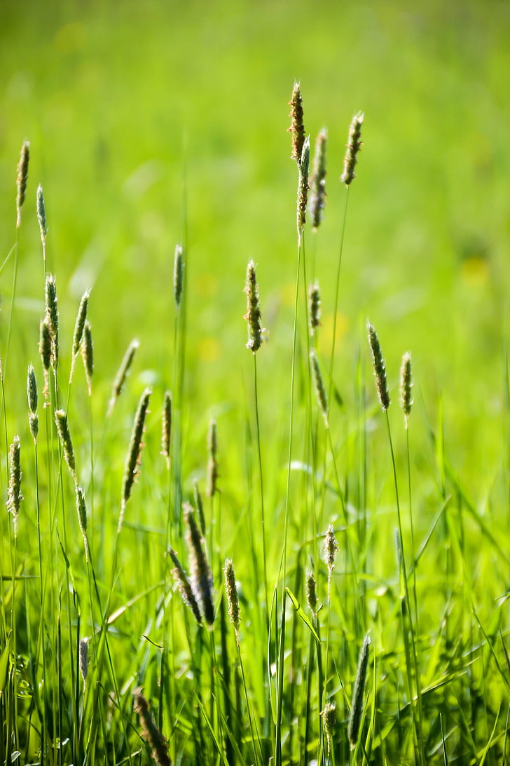 green, grass, meadow, detail, macro, plant, plants