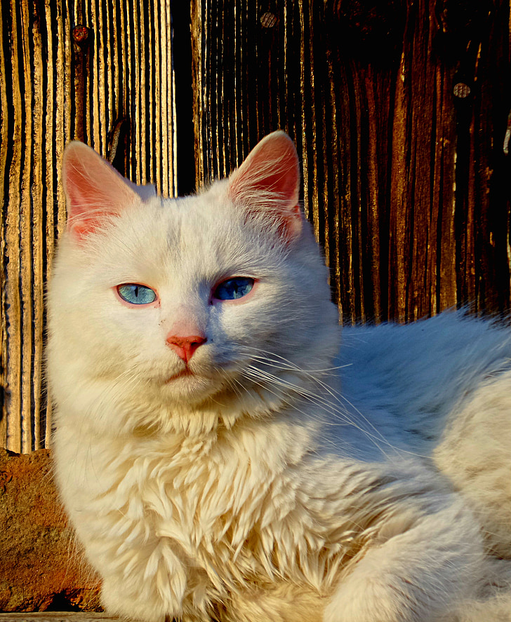 mačka, bela, ob istem času, domače mačke, Hišni ljubljenčki, živali, srčkano