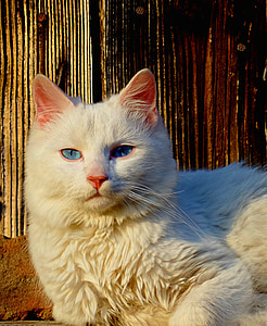 macska, fehér, Ezzel egy időben, házimacska, Háziállat, állat, cuki