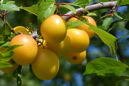 yellow plums, fruit, fruits, delicious, ripe, yellow, healthy
