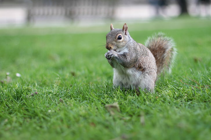 scoiattolo, fauna selvatica, animali, Londra, animale, Inghilterra, Parco