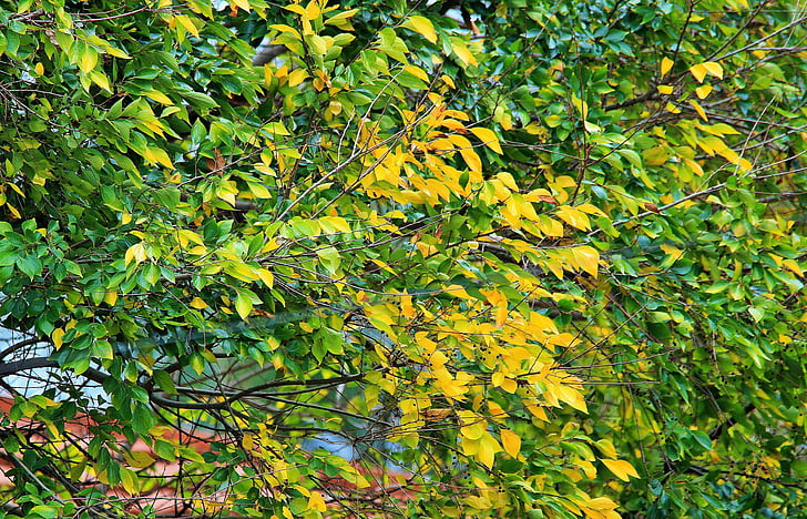 kollaseks jätab, lehed, roheline, kollane, Sügis, puu, valge stinkwood
