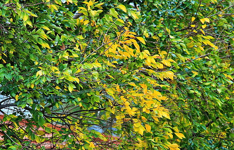 coloració groguenca fulles, fulles, verd, groc, tardor, arbre, stinkwood blanca