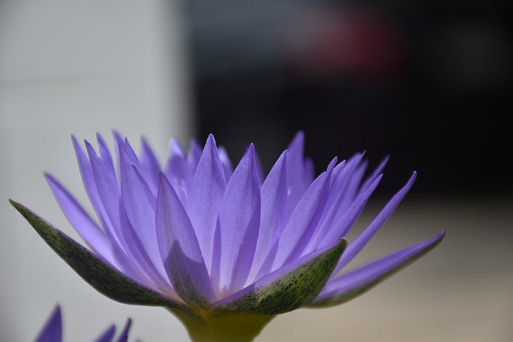 flowers, lotus, purple, petals