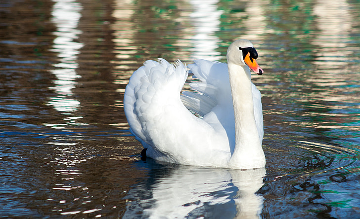 Swan, vták, vody, rybník, plávať, krásny, biela