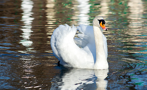 Swan, fågel, vatten, dammen, simma, Vacker, vit