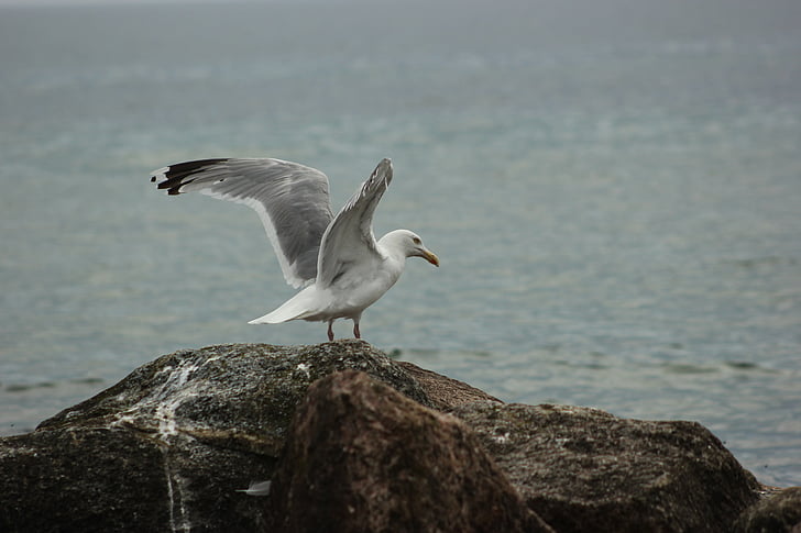 seagull, beach, sea, baltic sea, coast, beach water, birds