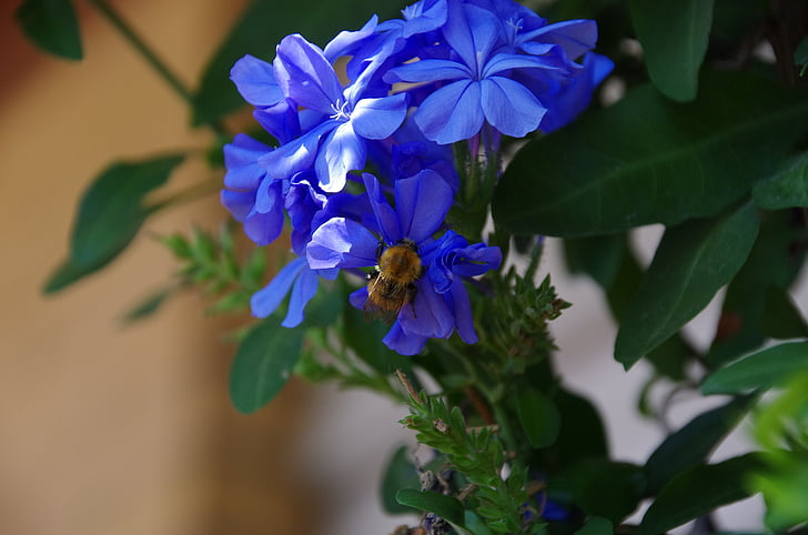 bombo, bumblebee, insects, flowers, plumbago