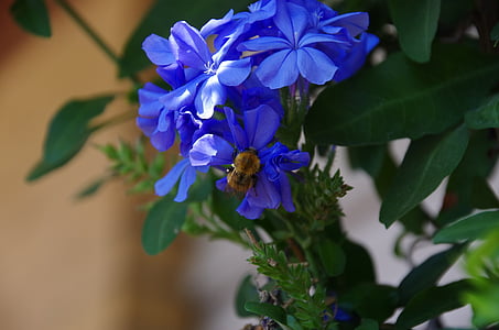 Bombo, пчела, насекоми, цветя, plumbago
