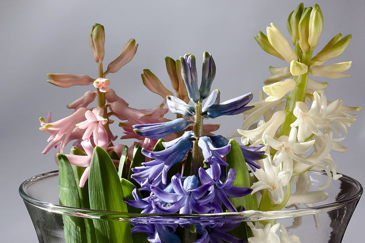 Hyacint, Hyacinthus orientalis, Rod, rostliny chřestu, Chřestovité, růžová, modrá